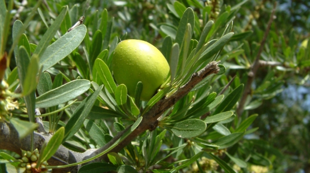 木にアルガンの実がなっている