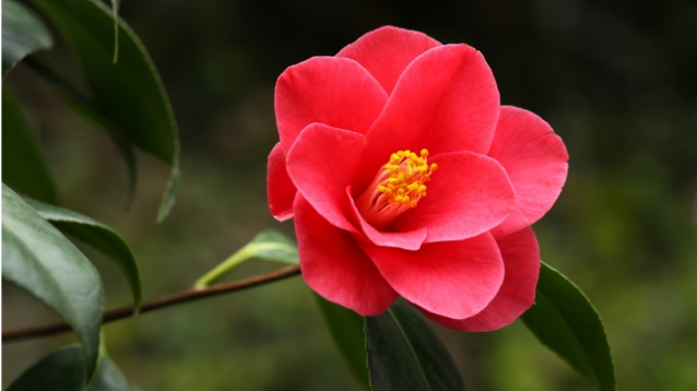 赤い花が咲いている